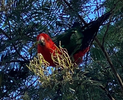 CPS King Parrot